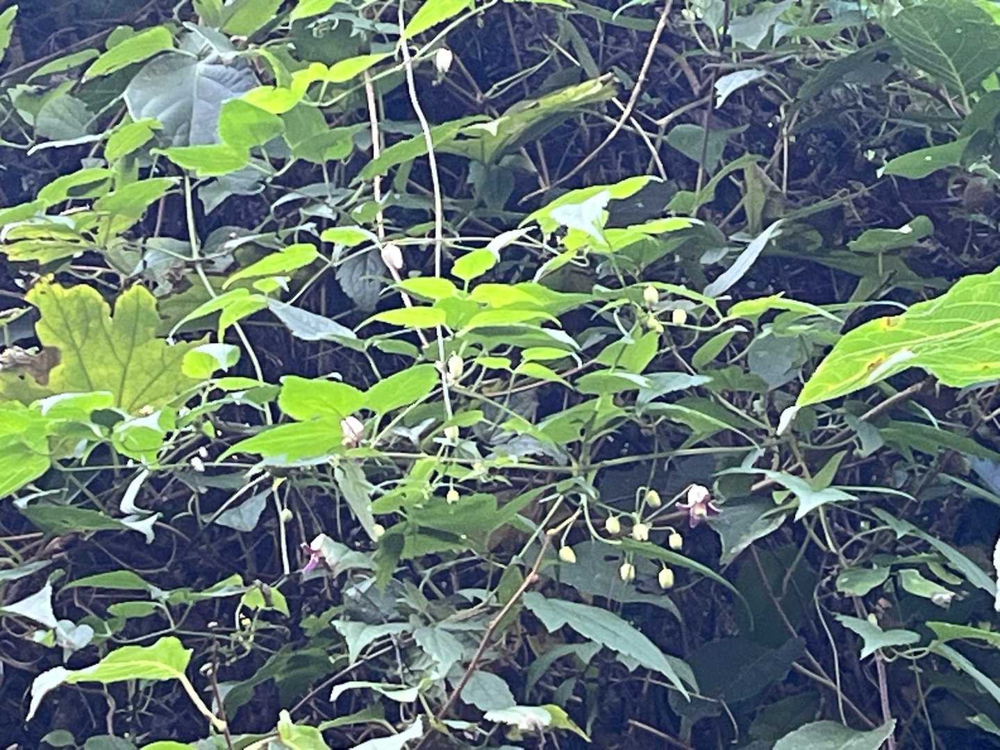 上にも咲いてる🌼