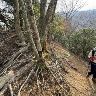 893ｍだからヤクザ。漢字で書くと矢草の頭🌱可愛らしく濁してる。看板見つからず。おそらくこの辺が山頂🤔