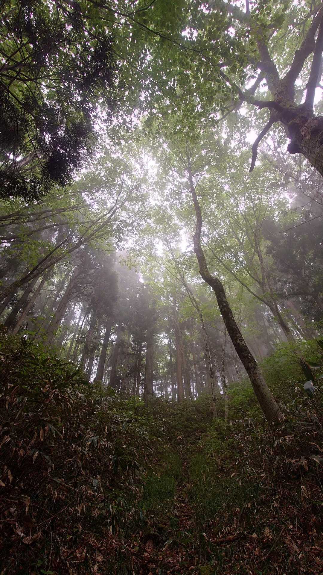 桧峠-毘沙門岳 往復コースの写真