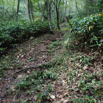 夏焼峠からの登り道