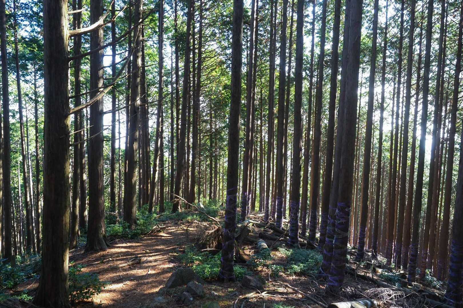 霊仙山権現山登山口-霊仙山 周回コースの写真