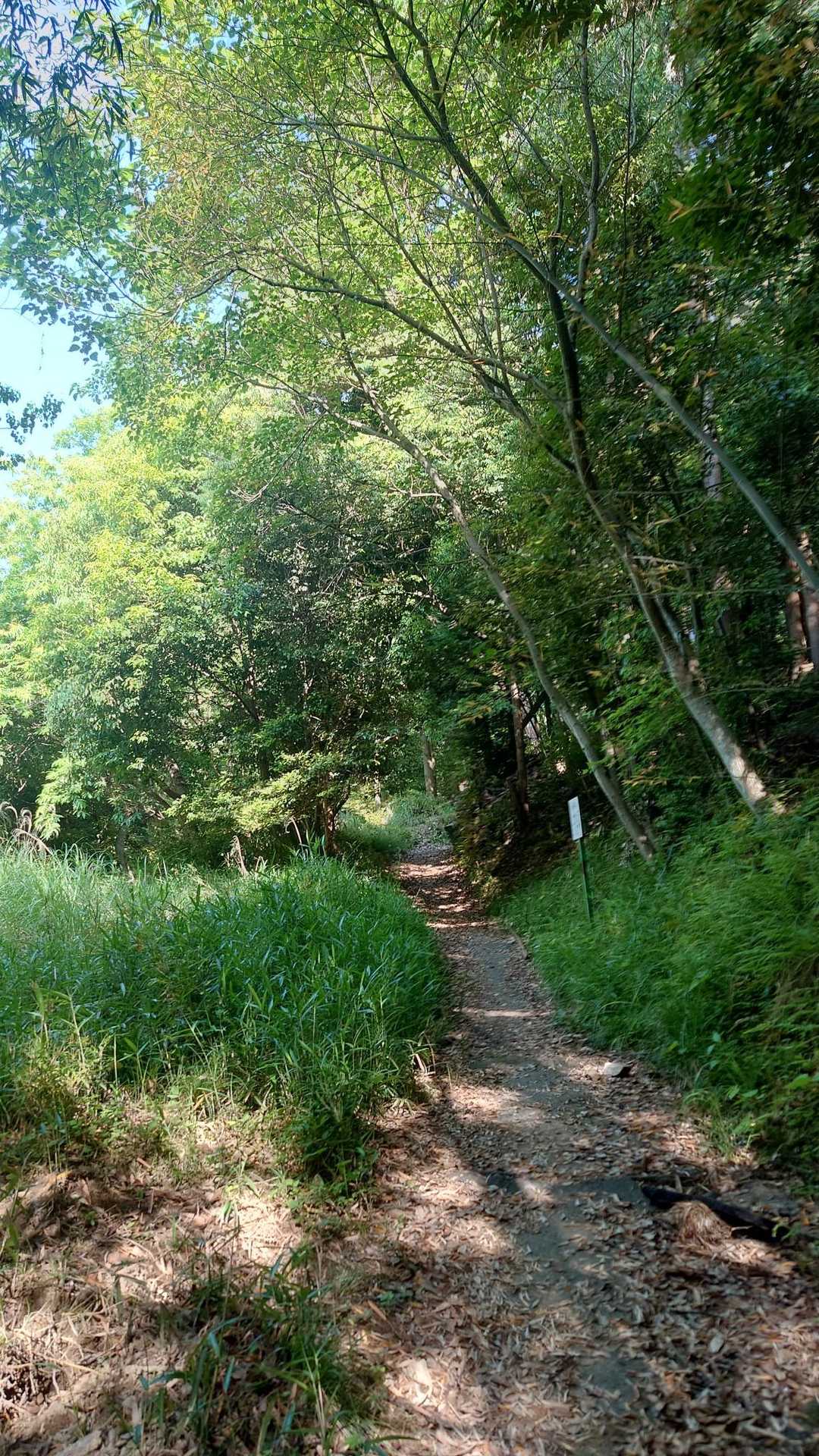 神社の裏手から登山道へ続いてました💡
