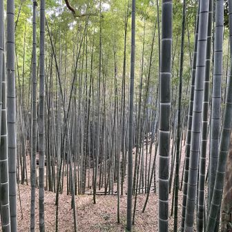 竹林
見事な竹林だ。私も竹林管理をしばらくしたが、とてもこのような状態にはできない。丁寧で長い努力を感じる。

この男山の竹こそ、エジソンの電球の耐久性を飛躍的に伸ばした竹材と言う。興味深い歴史的事実だ。