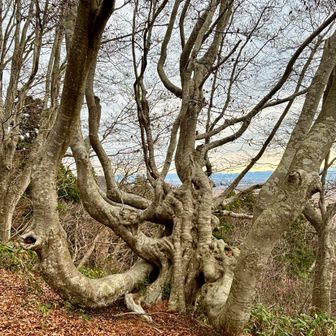 素晴らしい異形樹✨
マグナム連発できるよ😁