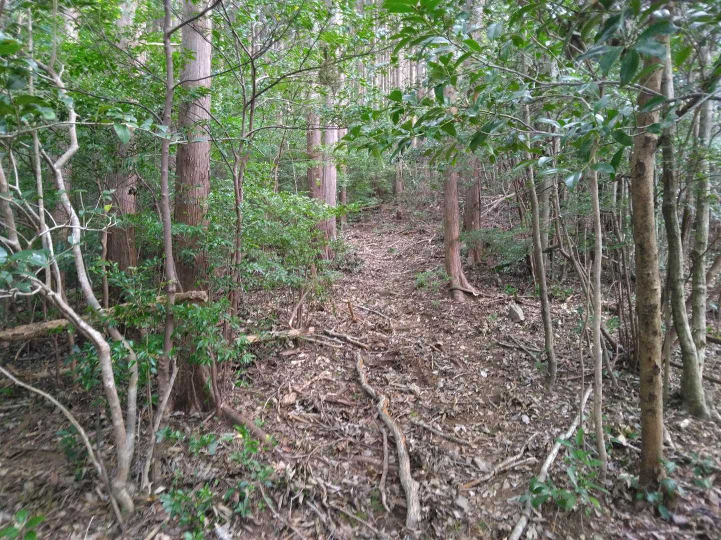 登山口からしばらく羊歯の藪を通り人工林から天然林へ。