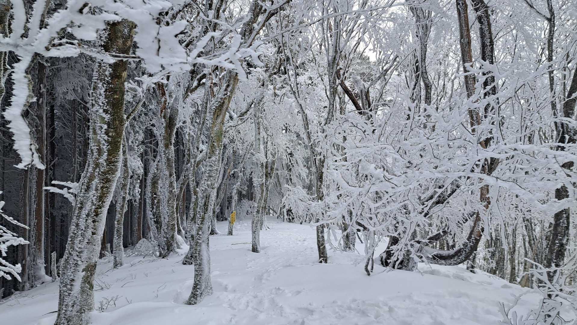 観音峰登山口-観音平-観音峯山 往復コースの写真