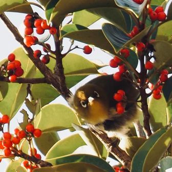                          『  え⁈    呼んだ⁇  』
                                    🤭笑

                                        👆
                                    【 訂正 】
          一緒に撮影していた山友さんの写真の中に
                      この子の怪我が写ってて😢
           怖くて辛い思いをした後だったみたい😢
                          怯えてたんだよね😢
                   知らなかったとは言え😢ｺﾞﾒﾝﾈ

                   絵文字をもらった後だったので
                              元の残しました
