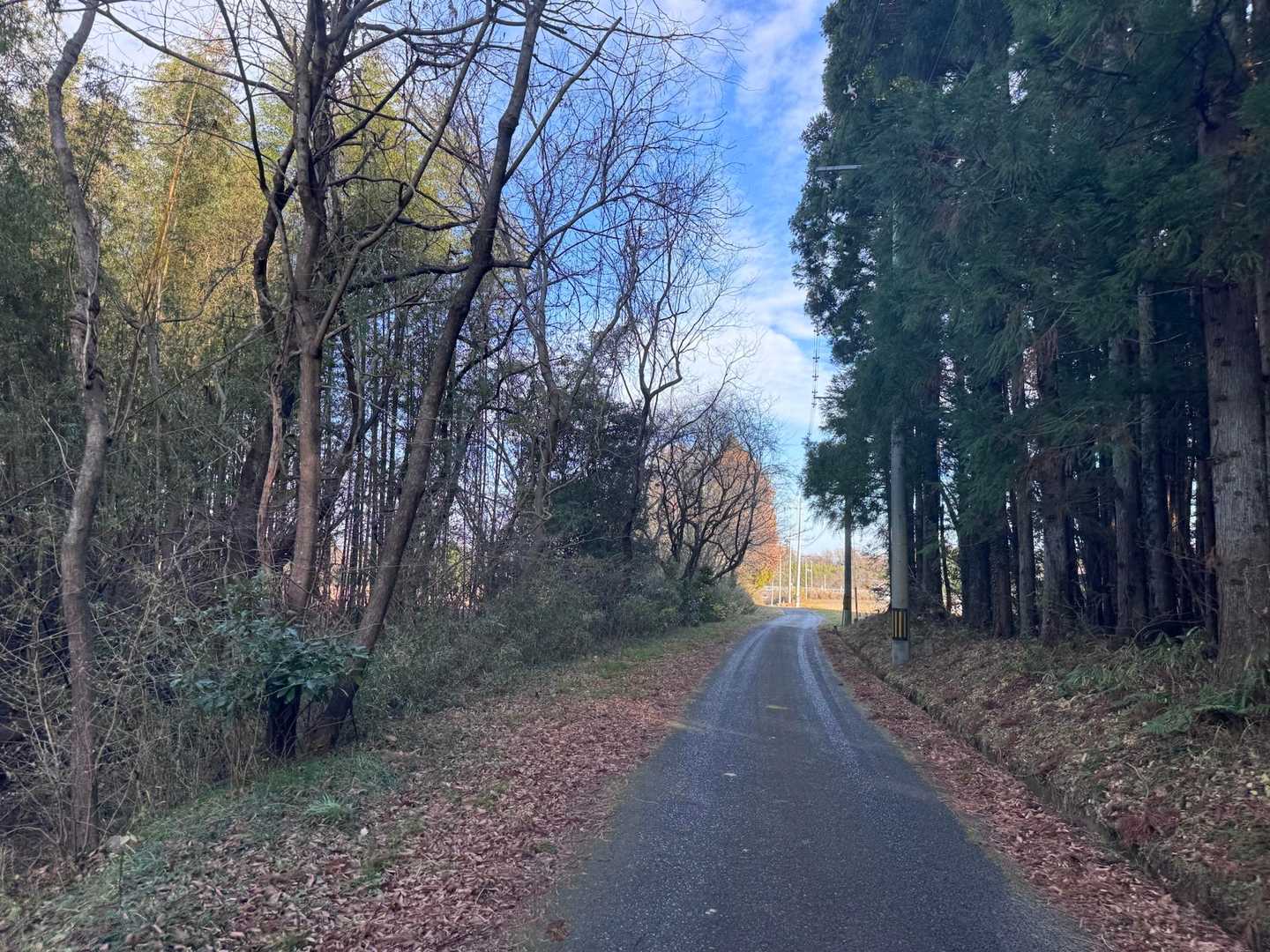 林道へでた。