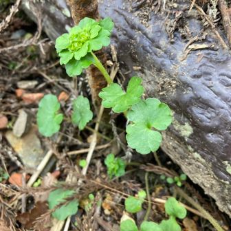 ヤマネコノメソウ