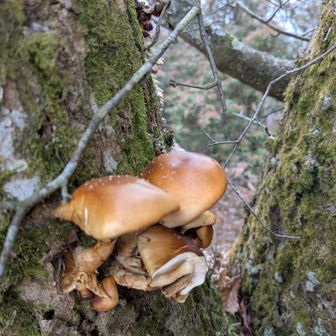 美味しそう🍄‍🟫