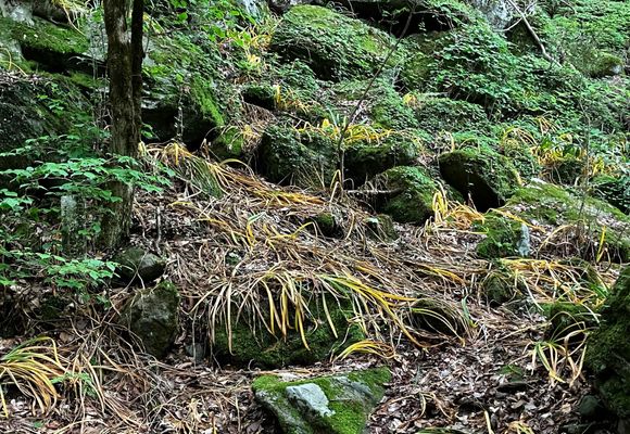 多良岳（佐賀・983m）| 登山ルート・天気 | YAMAP / ヤマップ
