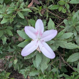 キレイなお花が🥹