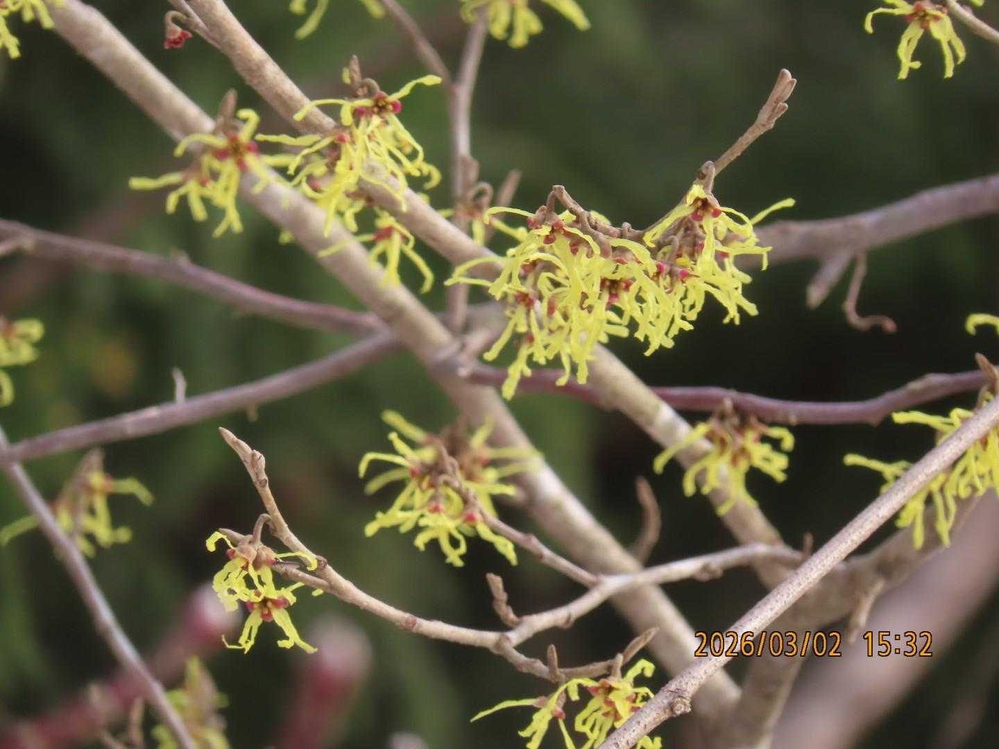 やったぜ✨😍✨雪も溶けてきてヤサッー❗ヤッサー❗マンサク祭りの尖山