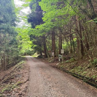 たぶん3、4年ぶりくらいの吉部登山口から。初めてはもっと前。道に迷って焦った時の事を思い出すな〜😅青かったあの頃😂
