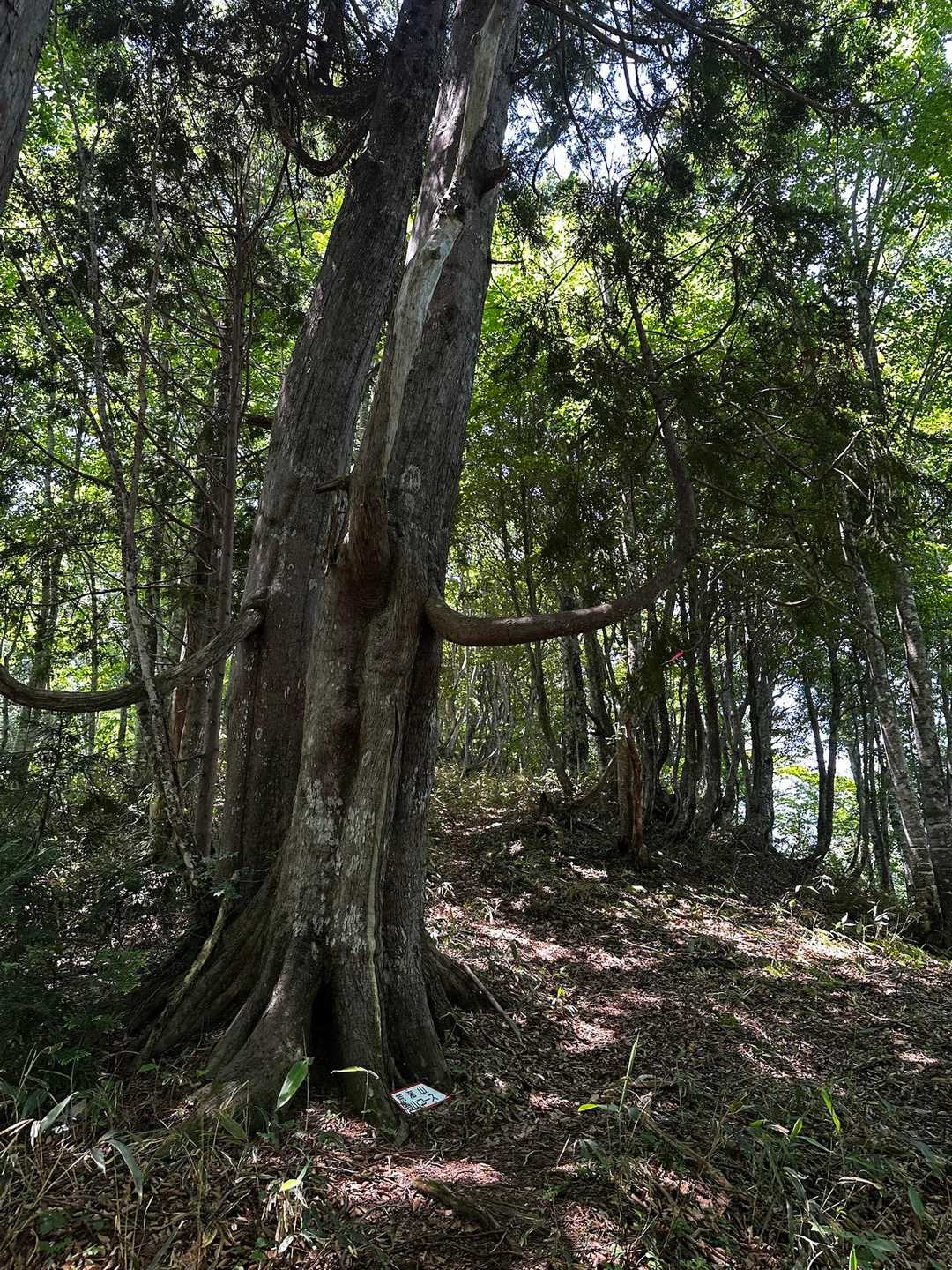 荒海山 往復コースの写真
