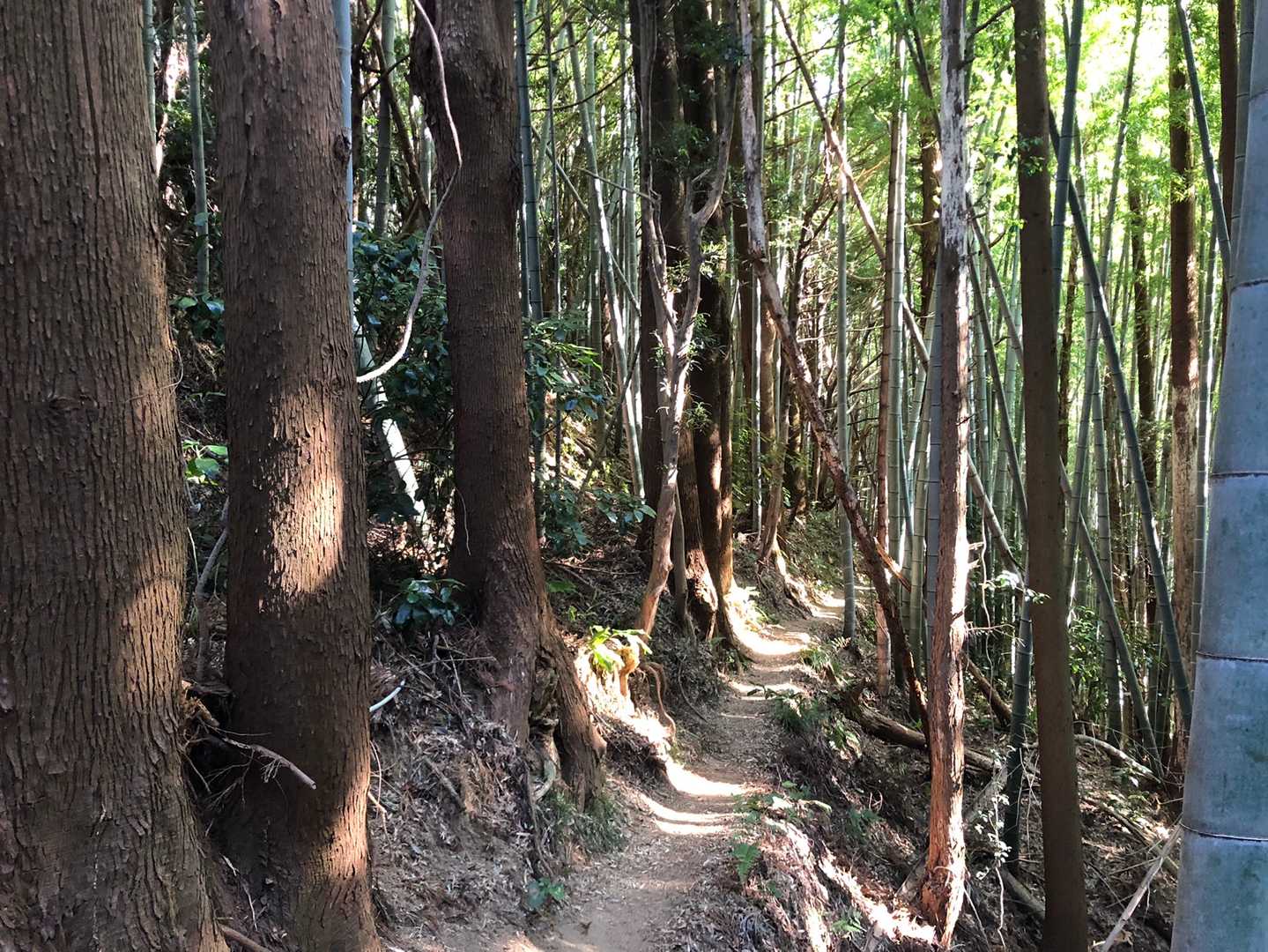 竹林の道めちゃ気持ちいい✨
ここに住みたいくらい(盛りました)