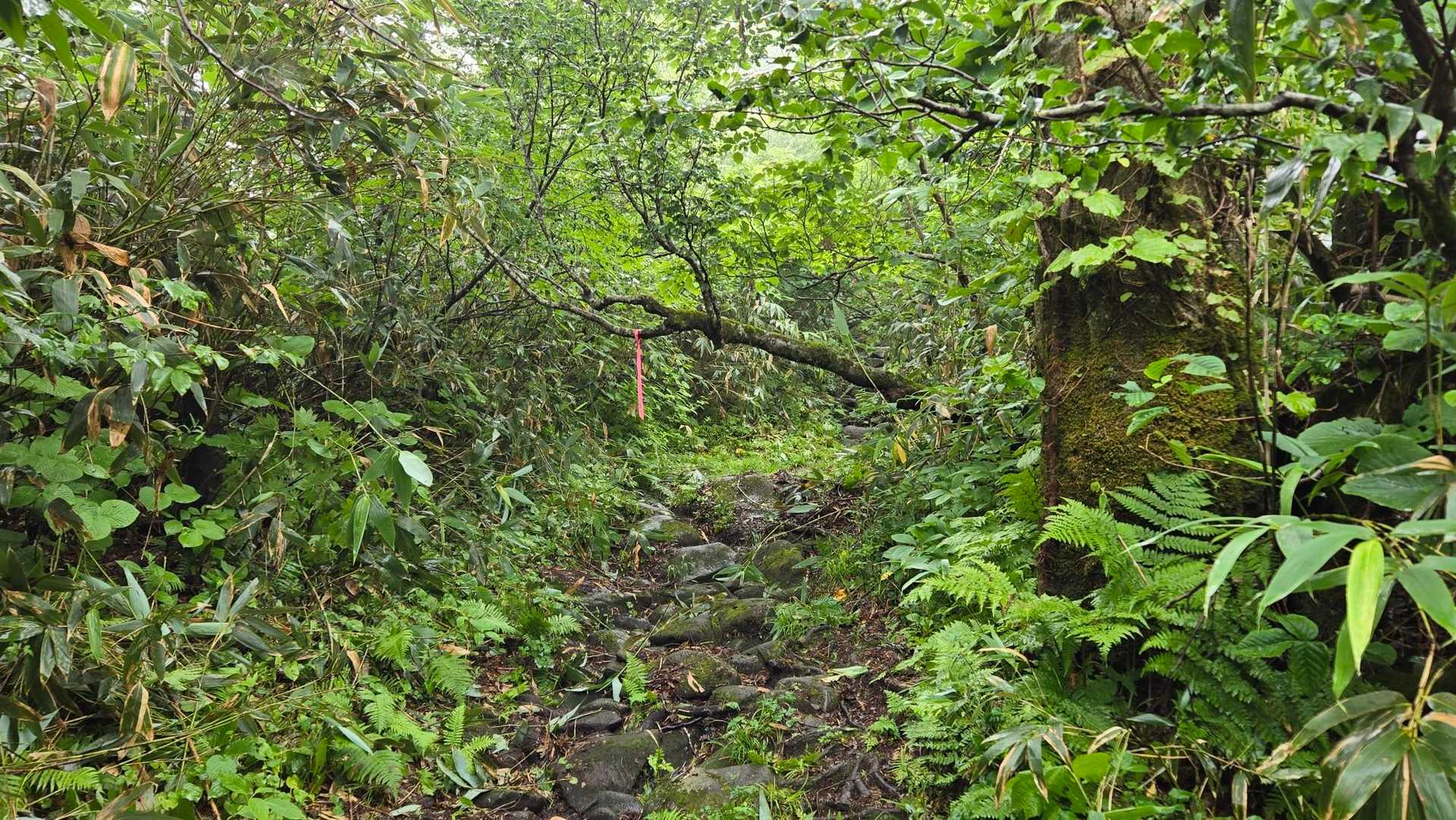 歩きやすい登山道です
登山者が少ないので熊鈴を鳴らして歩きました