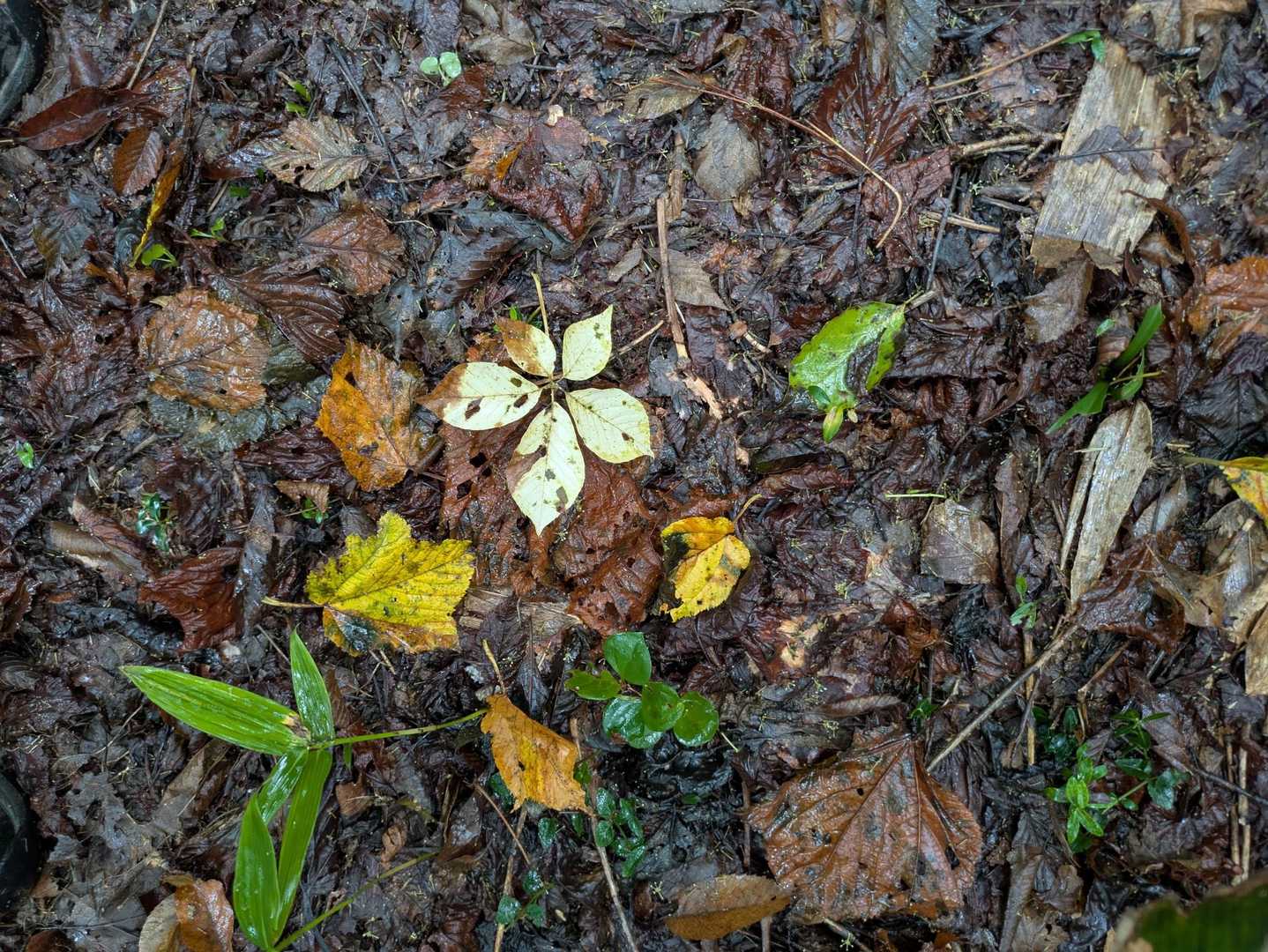 小さな秋🍂