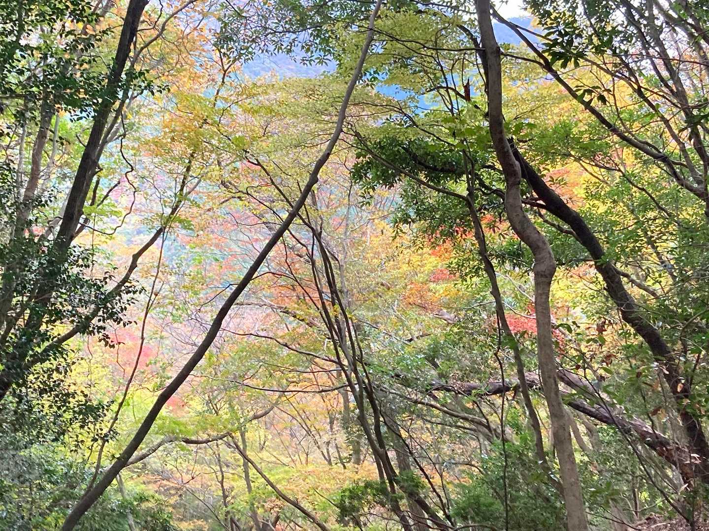鎌ヶ岳登山口-水沢峠-水沢岳-鎌ヶ岳 周回コースの写真