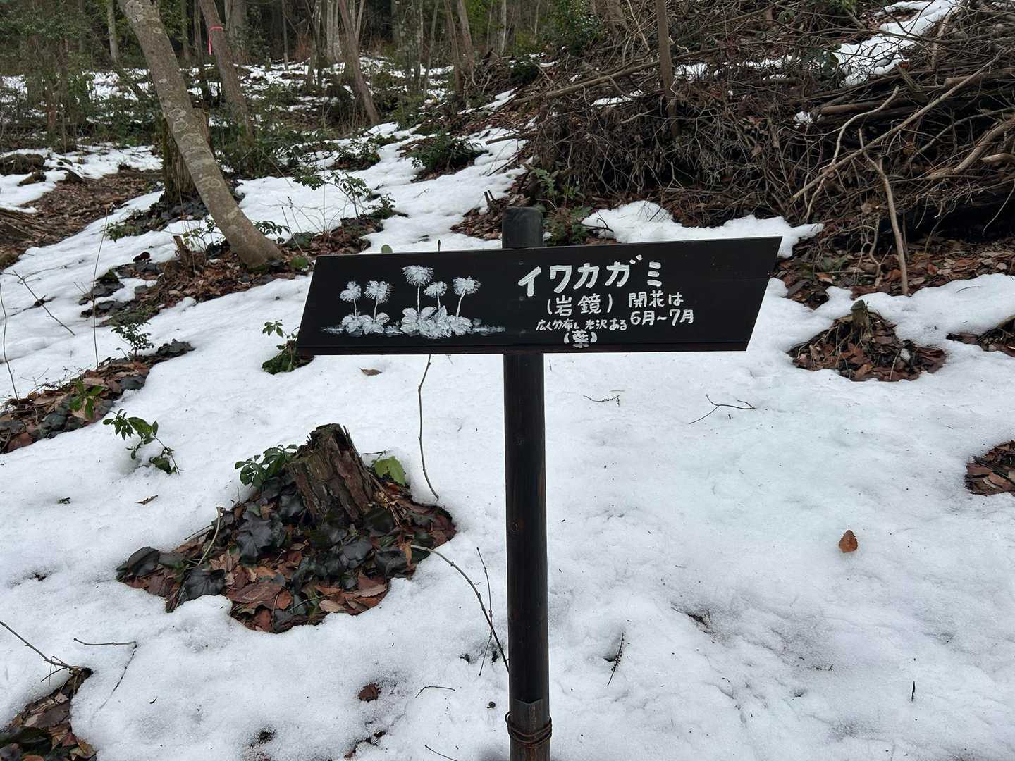 この辺はイワカガミが咲くようです