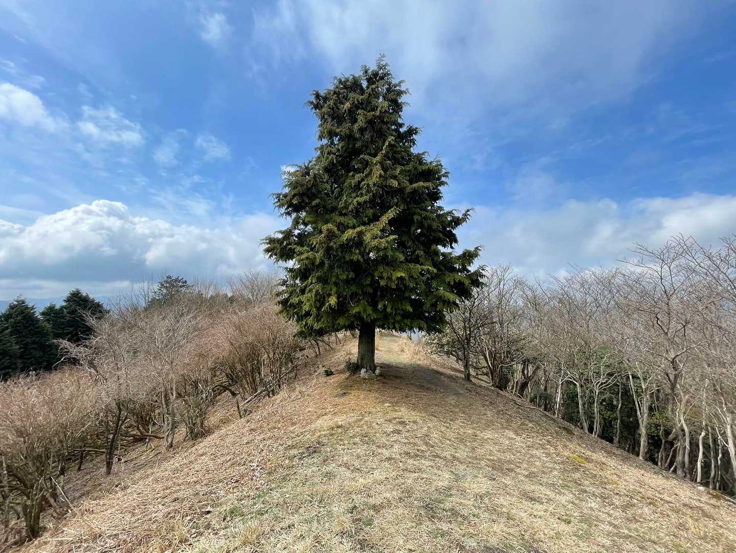 飾りつけたいような🌲