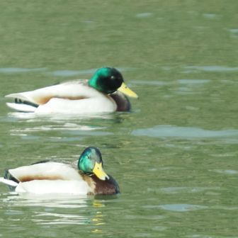 黄色い嘴が特徴のマガモ