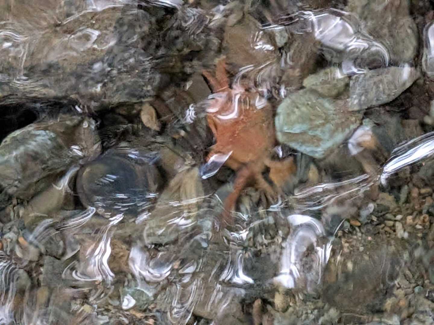 最後の渡渉の所には、脱皮したサワガニの殻がありました。