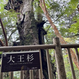 大王杉スギると