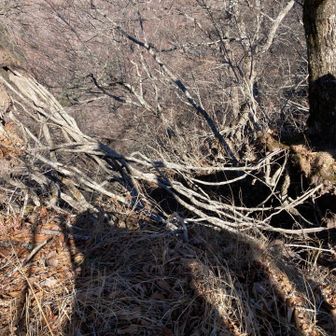 根っこのハンモック
頑張るなぁ