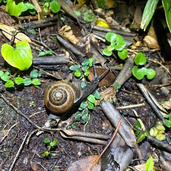 バルファルク)でっけぇ蝸牛だ〜w
シャガルマガラ)余所見してると危ねぇぞ！