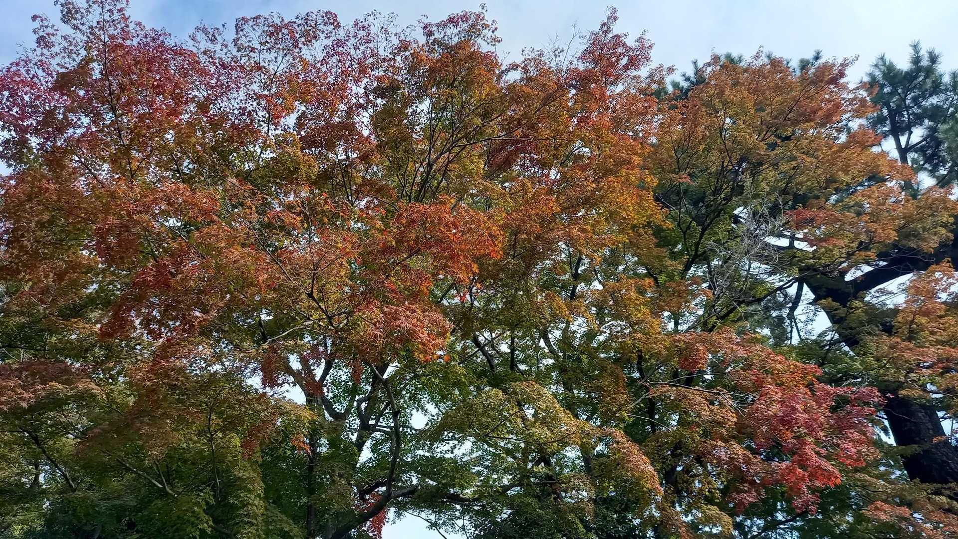 入口のもみじは紅葉が始まってますよ～🍁