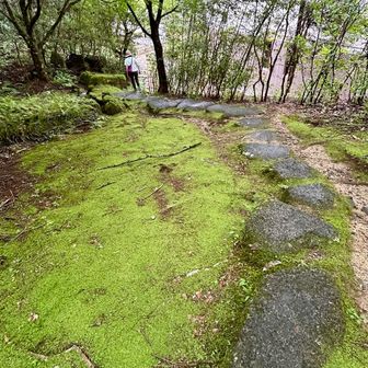 苔きれい