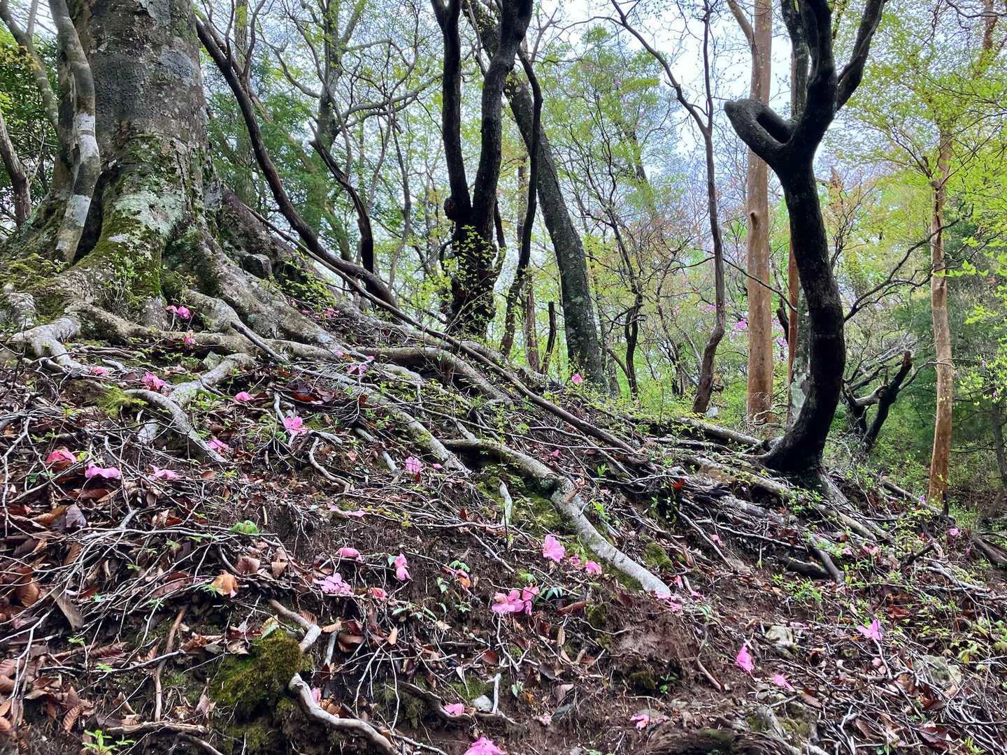 アケボノツツジの落花が、根っこ道を彩る
