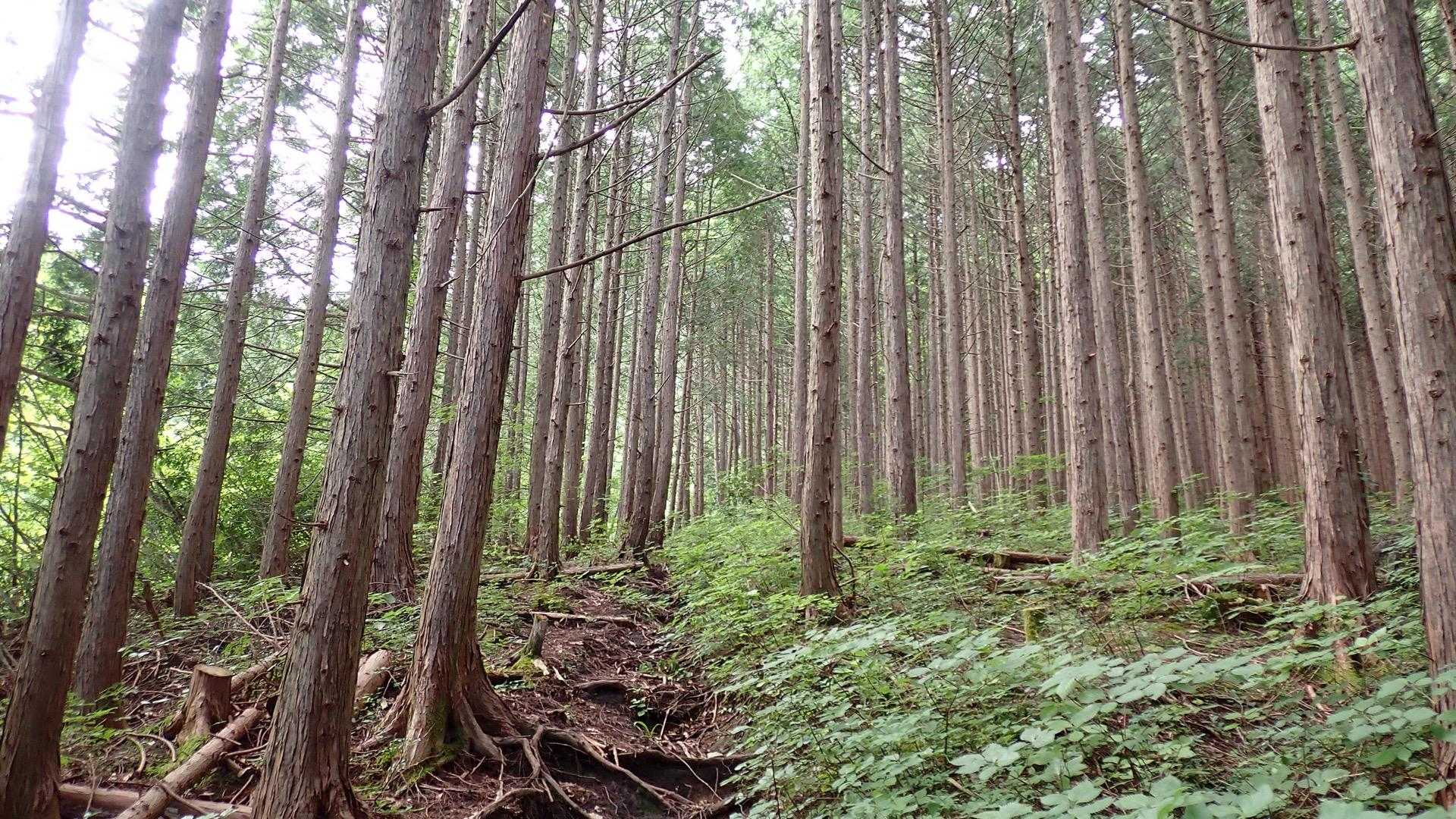杉木立のなかを、進んでいく
