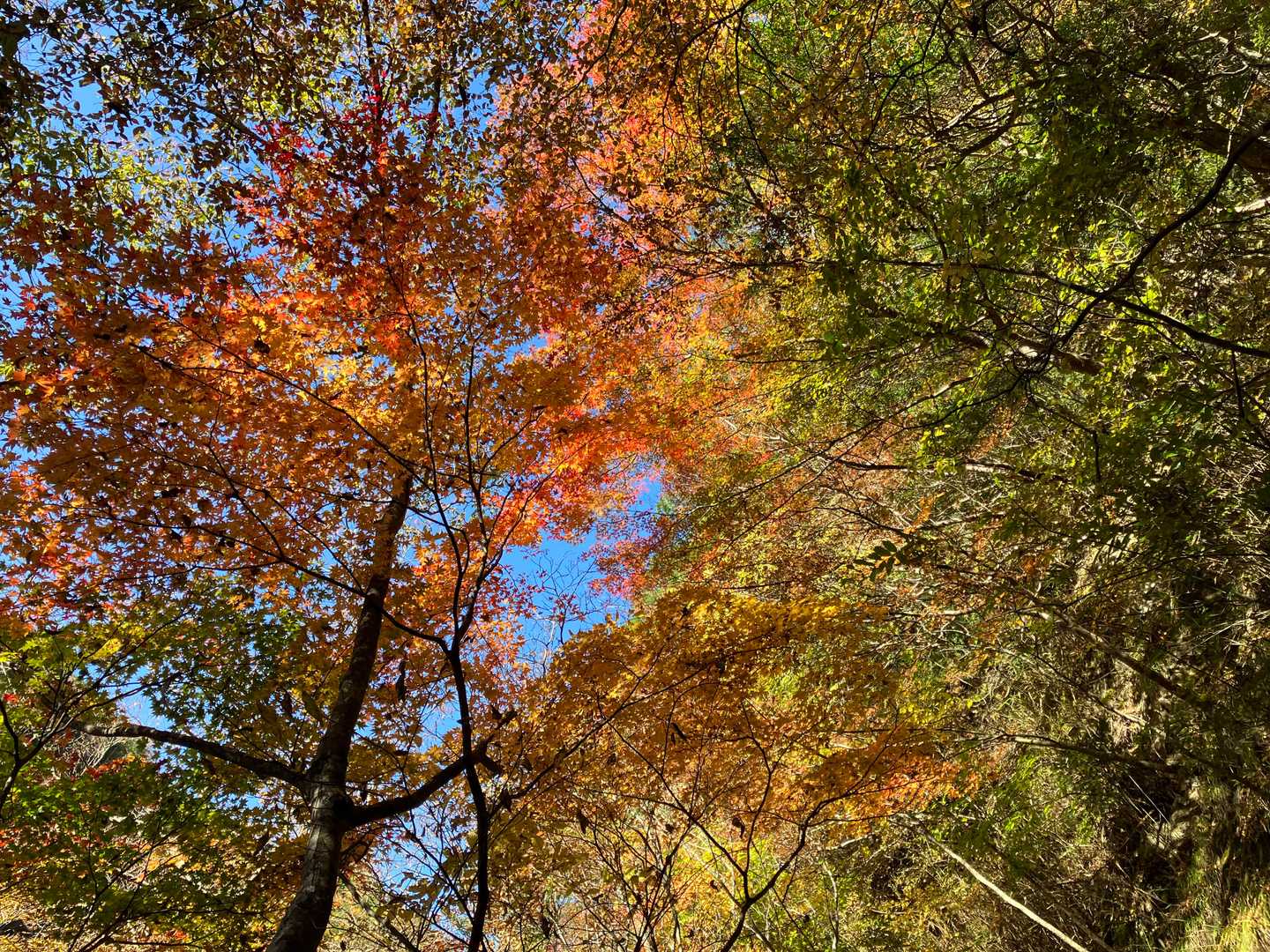 遊歩道のあちこちで鮮やかな紅葉を楽しめました。