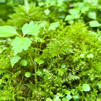苔がむしてます