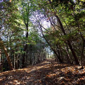 松笠山は登り切った後めちゃくちゃ気持ち良く歩けますね