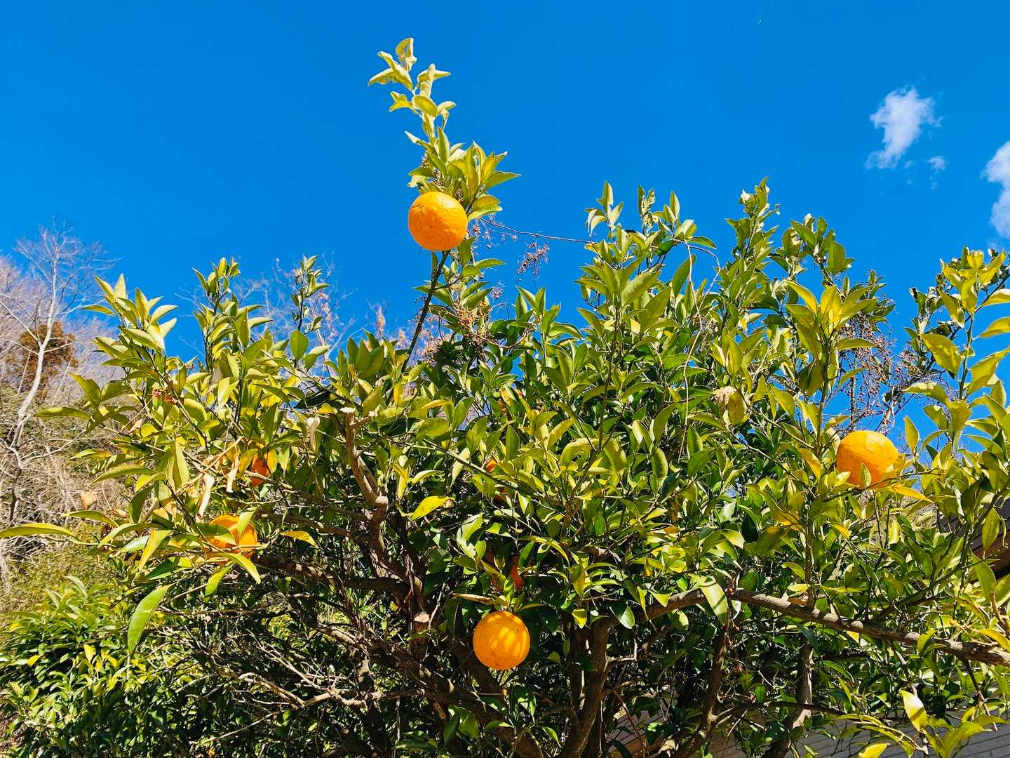 🍊