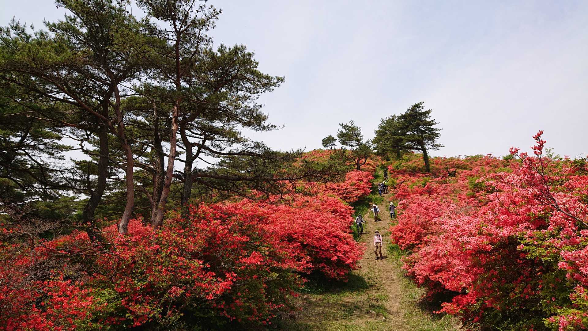 気仙沼側登山口-徳仙丈山 往復コースの写真