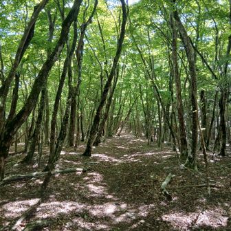 帰りは写真もほとんど撮らずに黙々と　よい雰囲気の森だが、果てしなく長く感じた