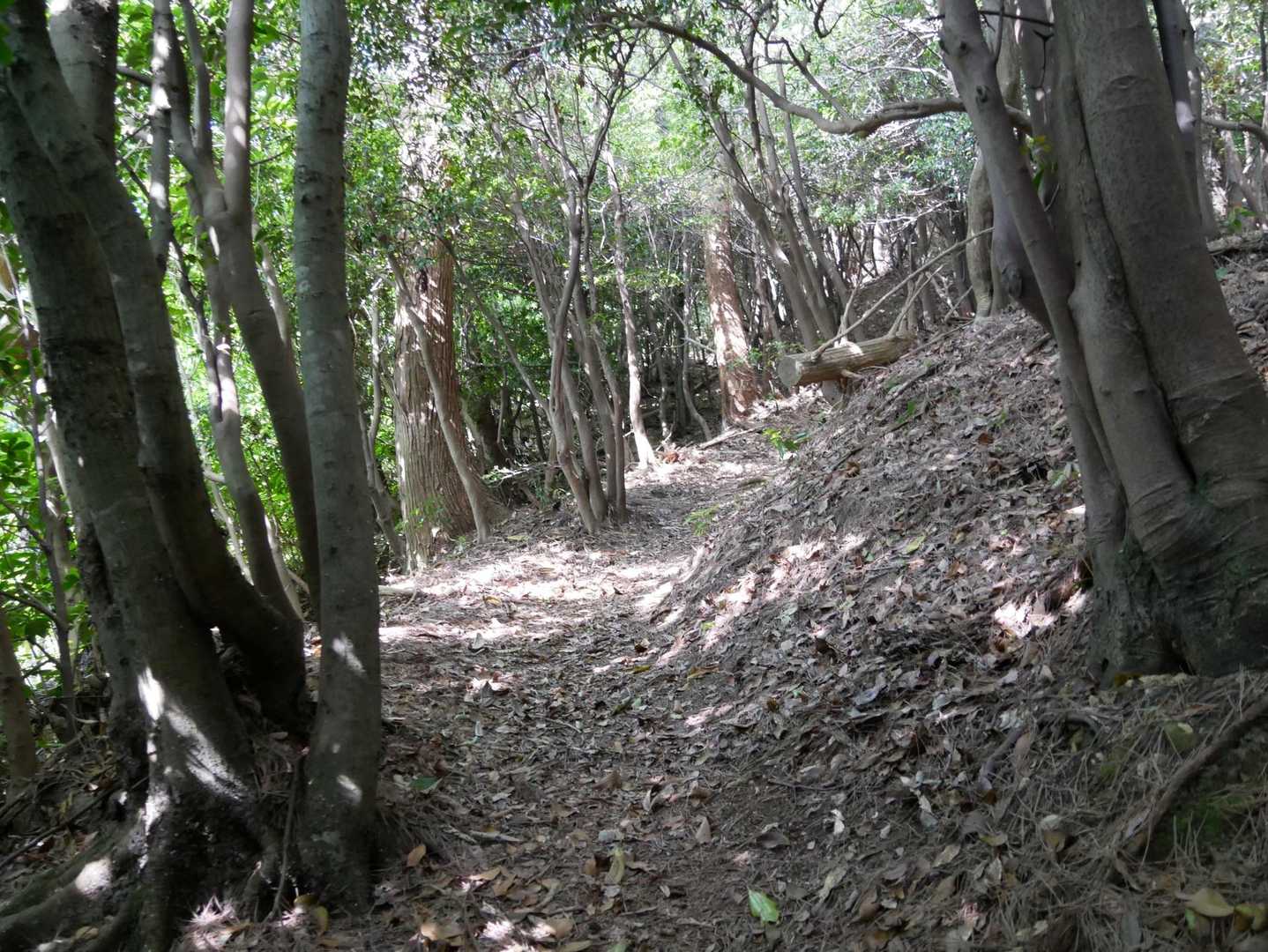 森の登山道
