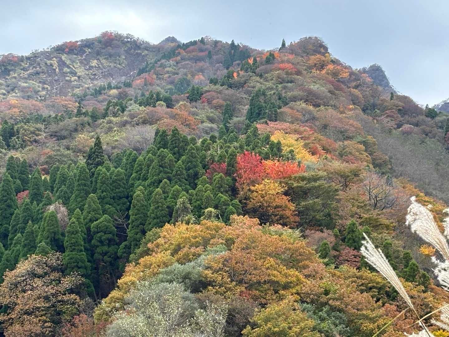 振り返るとこんな感じ。
けっこう下山して来た。