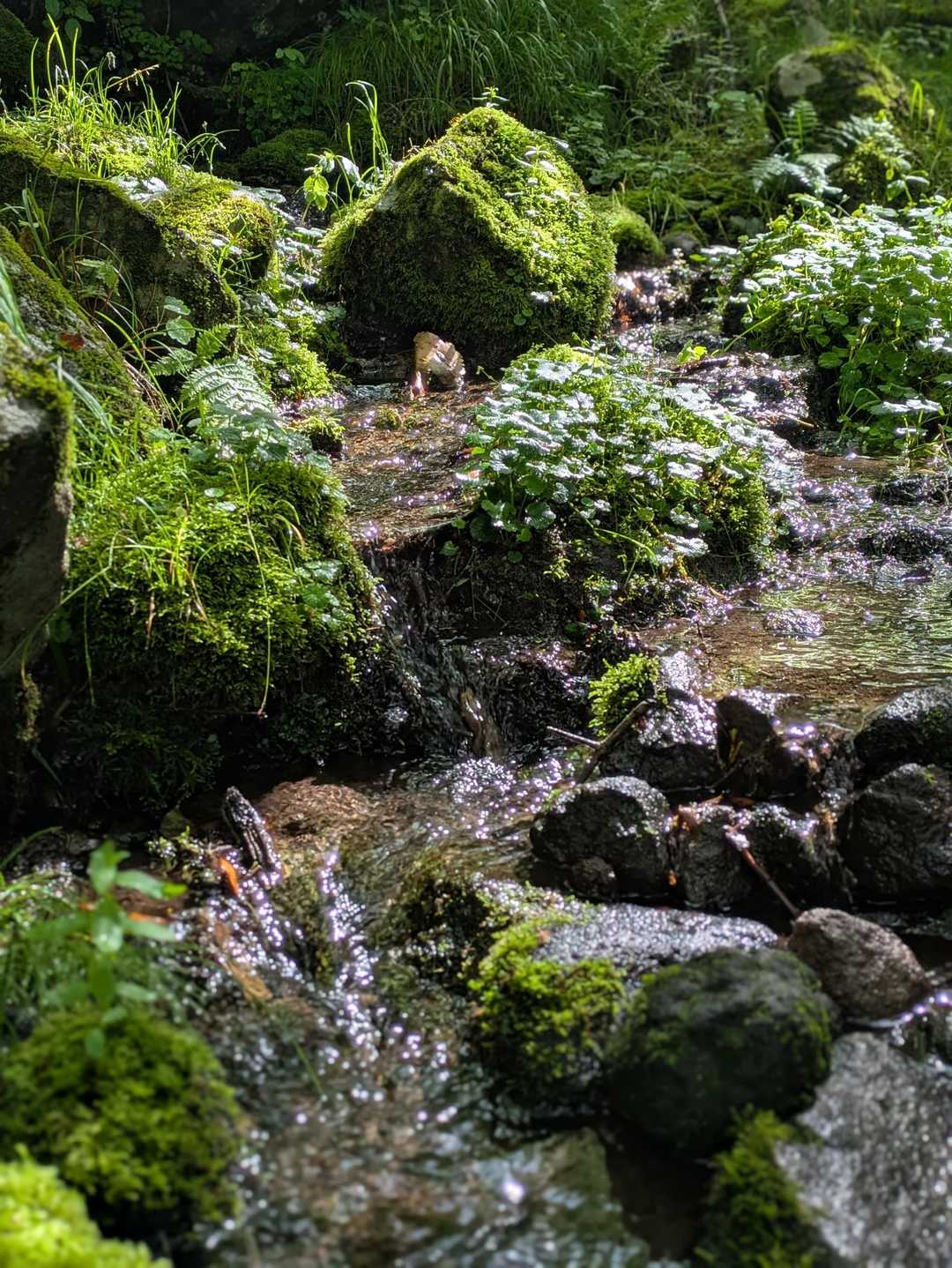 苔がみずみずしい
癒やされますね