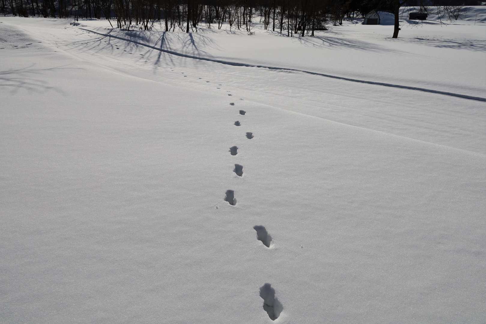 大きめな足跡が続いています。