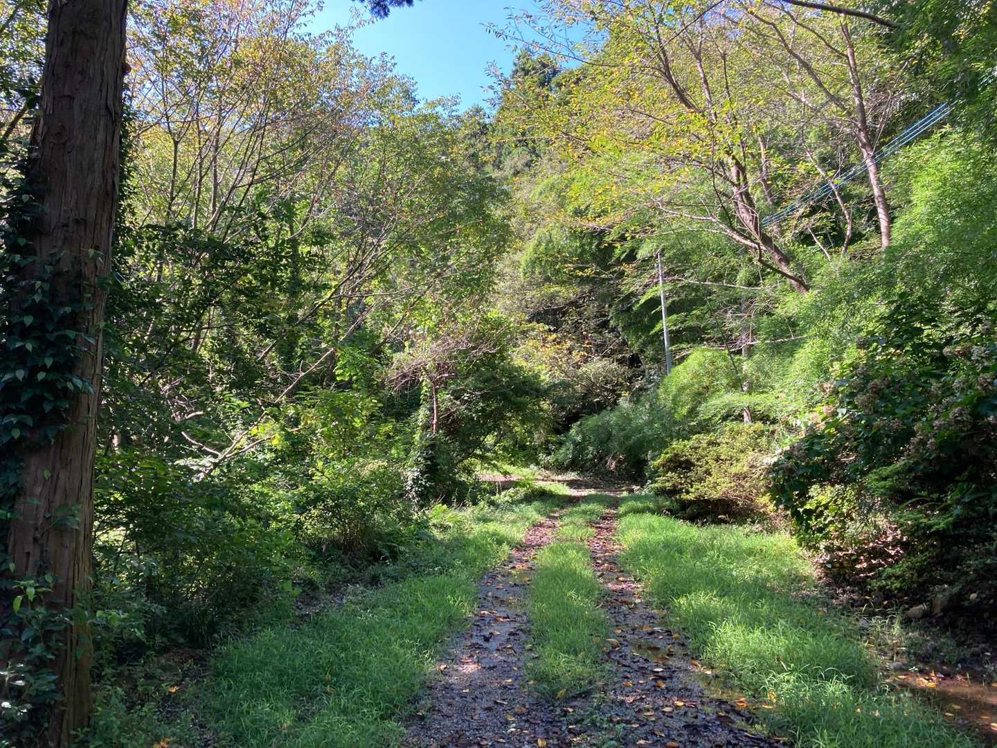 成田山登山口-湯川山 往復コースの写真