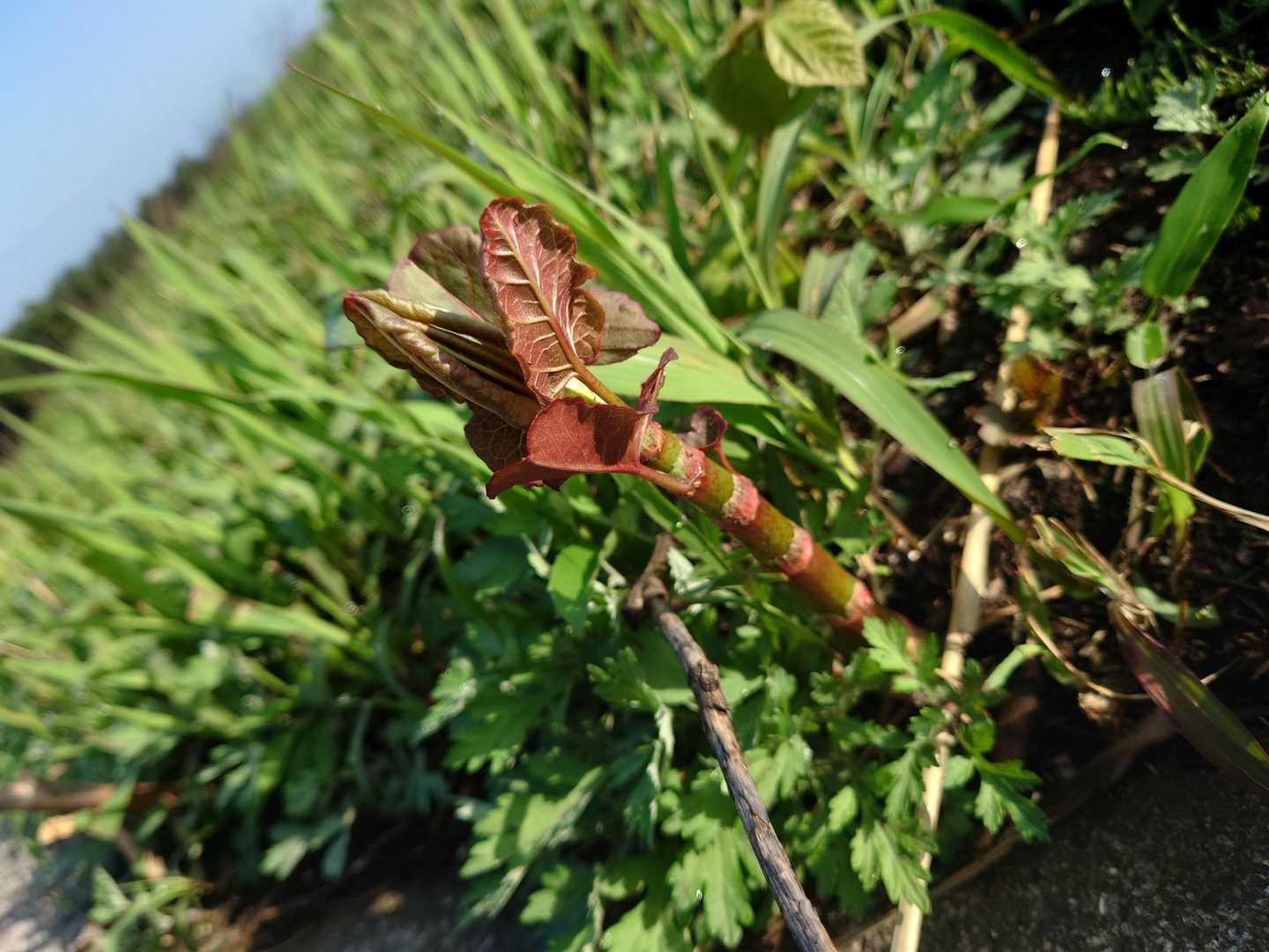 イタドリ、もう少し大きくなれば収穫ですね🌿