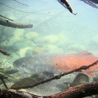 山岳と渓流の自由