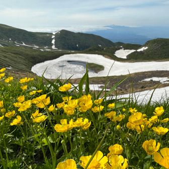 ココ黄色い花が多いのよ。
ミヤマキンバイか？
ミヤマキンポウゲか？
シナノキンバイか？
写真に写るのはミヤマキンポウゲです。
