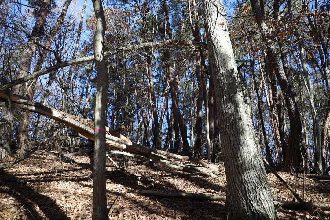 鹿穴へはトレース薄めだけれどもピンテはある。倒木を避けながら進む。