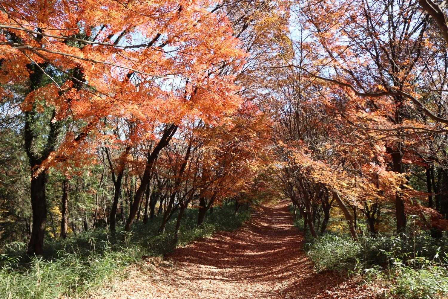 天神山 往復コースの写真